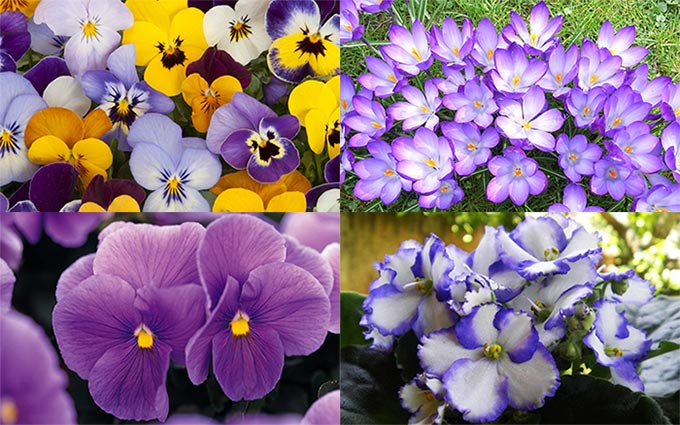 ▷ La violeta: significado, tipos, propiedades, usos, contraindicaciones